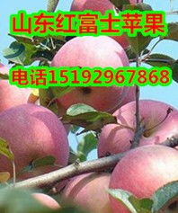 山东红富士苹果基地供应商 沂水县鸿达农副产品购销处